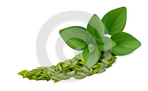 Fresh and dried oregano leaves on white background